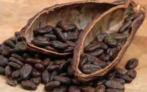 China Cocoa Beans