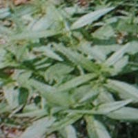 Kalmegh ( Andrographis Paniculata)