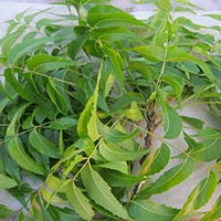 Neem Leaves (Azadirachta Indica)