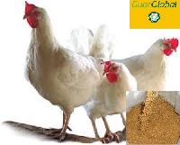 Guar Korma for Poultry