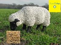 Guar Korma for Sheep Feed