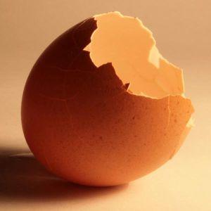Egg Shells