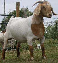 Boer Goat
