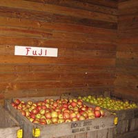 Fresh Red Fuji Apple