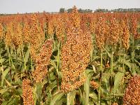 Sorghum Seeds,  Packaging Size Available : 400g / 800g