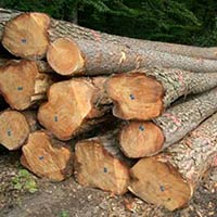 Timber Logs