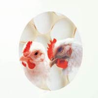 Goutsol Poultry Feed Supplement