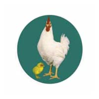 Livo Plus Poultry Feed Supplement