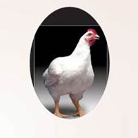 VACCI-Grow Poultry Feed Supplement