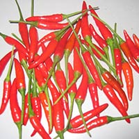 Fresh Chilli