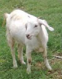 Live Thalassery Goat