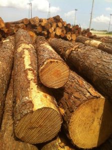 Southern Yellow Pine Logs Southern Yellow Pine Logs