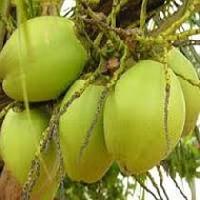 Green Tender Coconuts