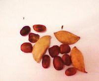 karanja seeds