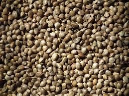 hemp seeds