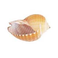 Sulcus Tonna Seashells