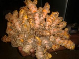 Turmeric Fresh & Dried, Packaging Type : custom
