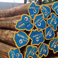 Burma Teak Wood Logs