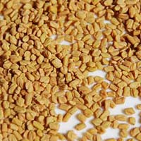 fenugreek