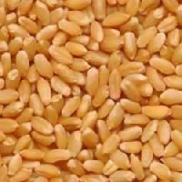 Wheat ( Human Consumption)