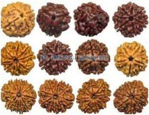 Non Polished Rudraksha Beads, Beads Shape : Round
