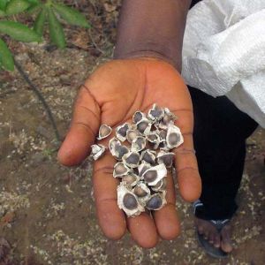 Moringa Oleifera