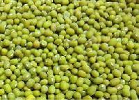 New Crop Green Mung Bean