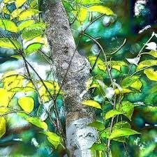 Sanda Wood Sanda Wood