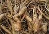 Ginseng Root