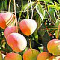 Mango Micronutrients