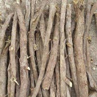 Glycyrrhiza Glabra or Licorice (sweet Bouy) (mulethi)