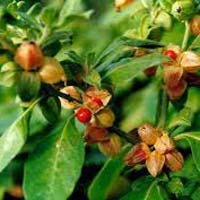 Ashwagandha Herbs