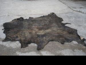 Salted Horse Hides