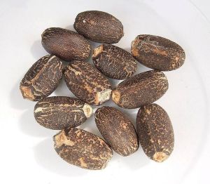 Jatropha Curcas Seeds
