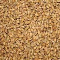 Feed Barley Grade 2