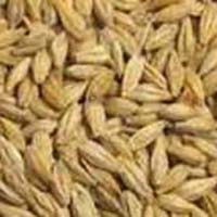 Feed Barley Grade 3