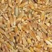 Feed Wheat Grade 3