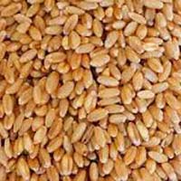 Milling Wheat Grade 1