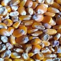 Yellow Corn Animal Feed Latest Price from Manufacturers, Suppliers