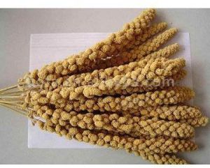 pearl millet,  Application : Cooking