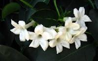 Fresh Jasmine Flowers