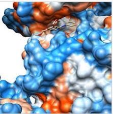 Erlotinib Hydrochloride