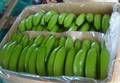 Fresh Green Bananas