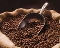 Arabica Coffee,  Processing Type : Raw