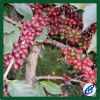 robusta coffee beans,  Packaging Size : 10 to 60 kg