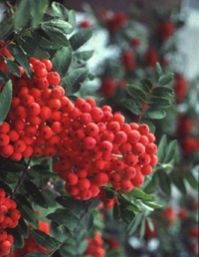 Sobus Pohuashanensis(Hance)Hedl Anthocyanin 5% ~ 25%