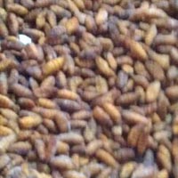 Frozen Silkworm Pupae