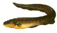 Eel Fish Frozen 12-36 Inches, Weight : 0.5-2 Pounds