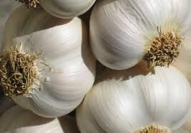 fresh garlic,  Cultivation Type : Organic