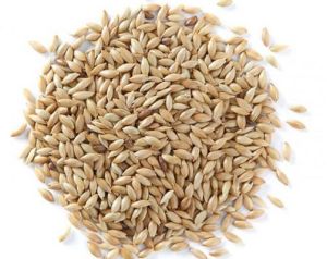 Canary Seed